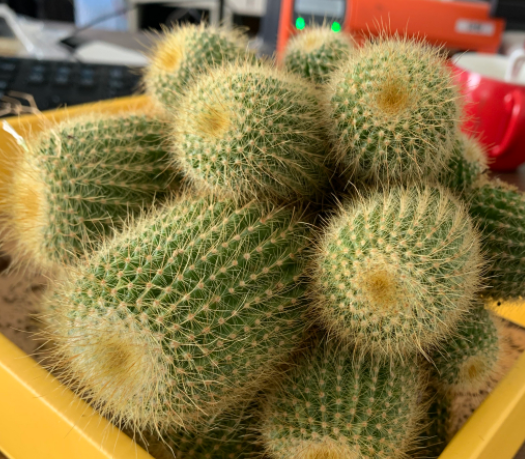 多肉植物播种注意事项   不同科的播种也稍有不同