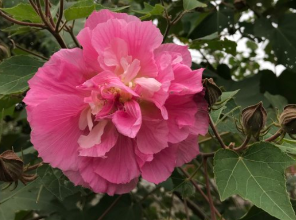 木芙蓉花有蕾不开花怎么回事？光照会影响开花