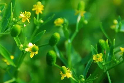 石龙芮的养殖方法和注意事项，喜潮湿温和的环境